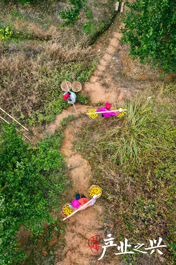 The farmers took the ginseng down the mountain. Photographer/yen yuming, wu jun, zhang jian