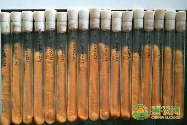 Frozen mushroom cultivation technology &mdash; how mushrooms are grown &mdash; froggy cultivation techniques and management