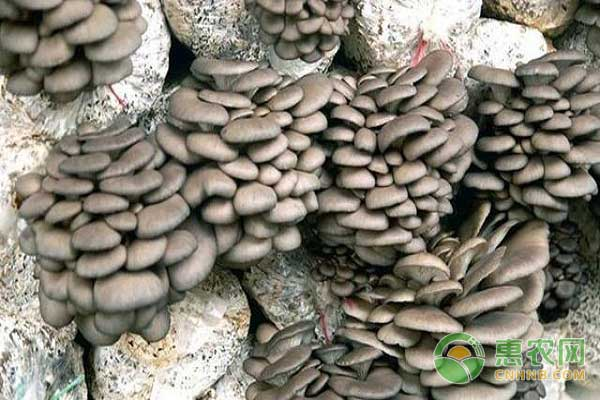 Scientific bacillus production in summer