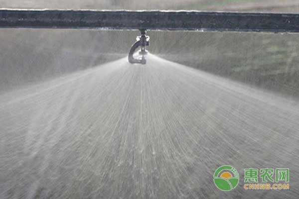 Water management of summer culture techniques for eating fungi