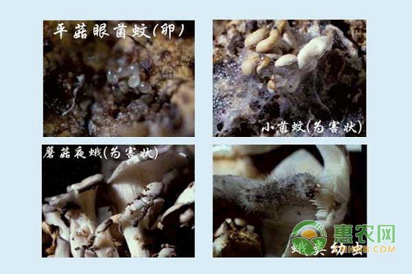 Insect prevention of disease and pest control for the consumption of bacteria in summer planting technology