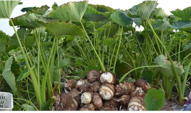 High-quality and high-yielding cultivation techniques for taro-head cultivation - methodology and techniques for cultivation - planting time and methods for taro-head cultivation