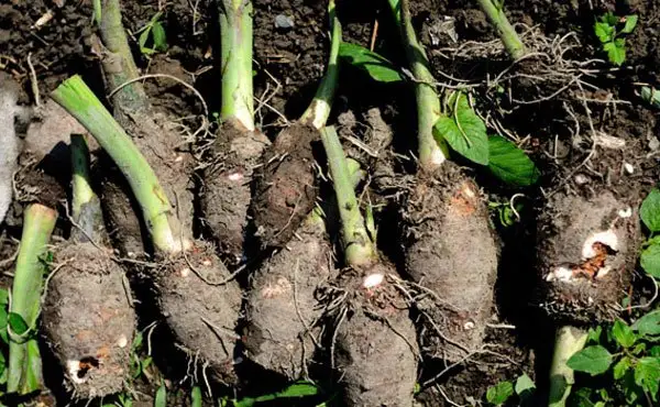 Taro planting time and methods taro quality high-yield cultivation technology potato cultivation methods and techniques
