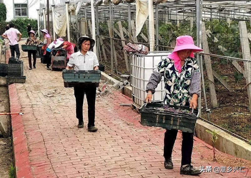 Heung-eun's ma's grape base lishan's grapes