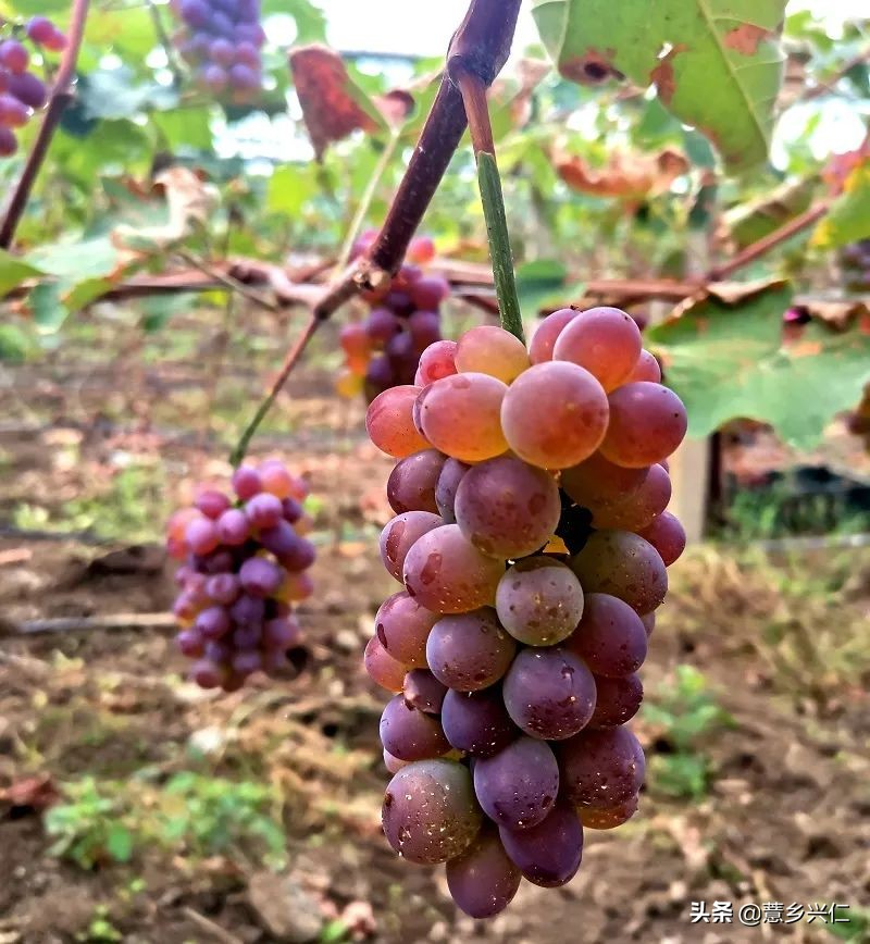 Heung-eun's ma's grape base lishan's grapes