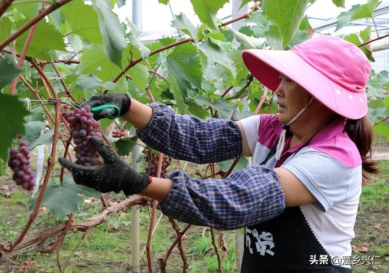 Ma jia-tung eco-jasmine