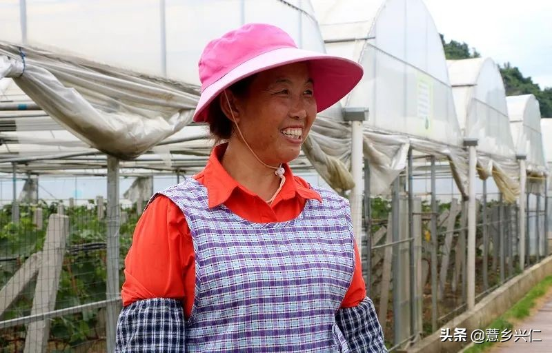 Jasmine grape shack plantation technology lishan's grapes