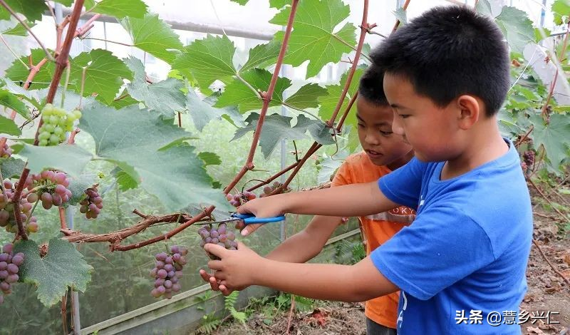 Heung-eun's ma's grape base the technique of growing li's grapes