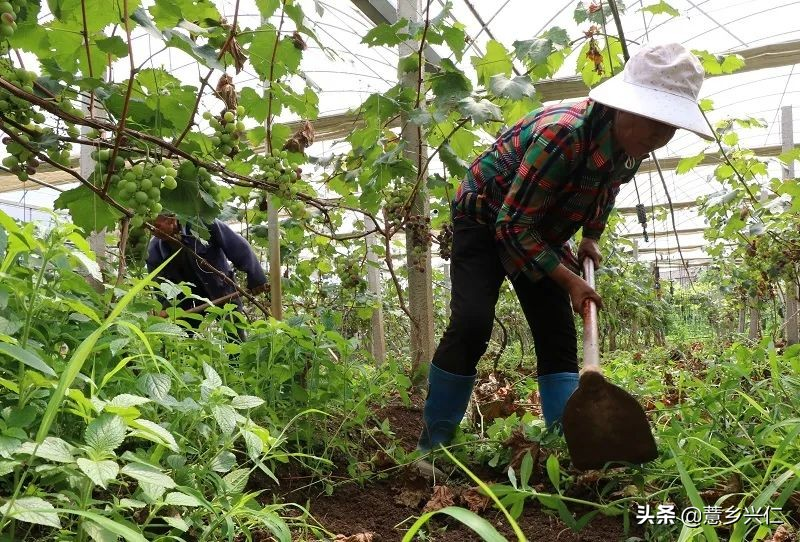 Heung-eun's ma's grape base the technique of growing li's grapes