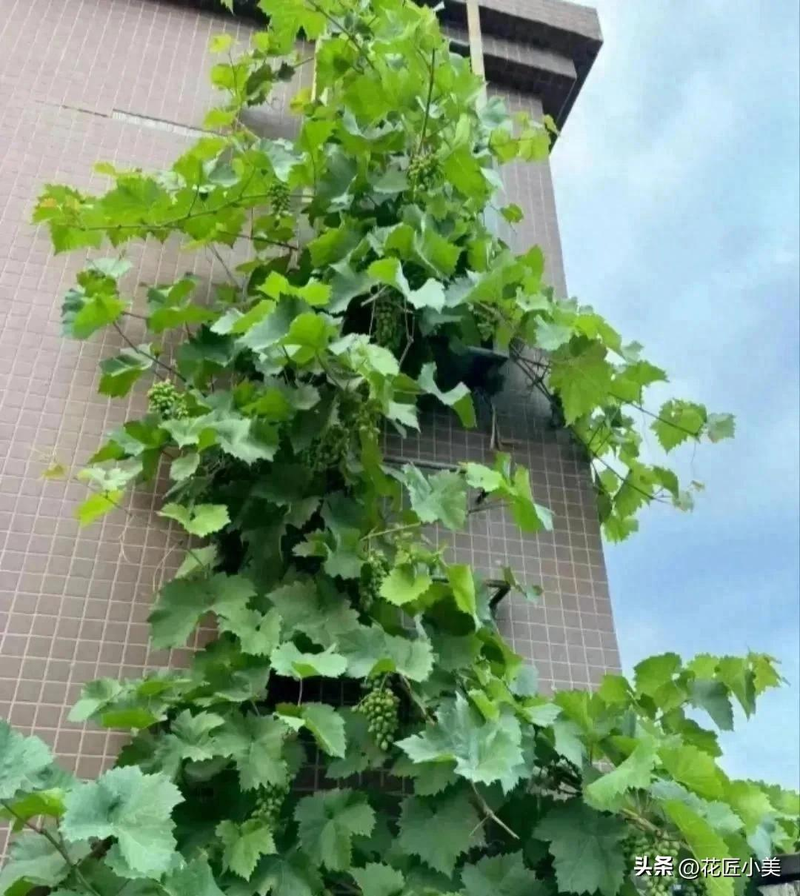 Jasmine grape shack cultivation technology   grape cultivation methods   grape varieties fit for the balcony