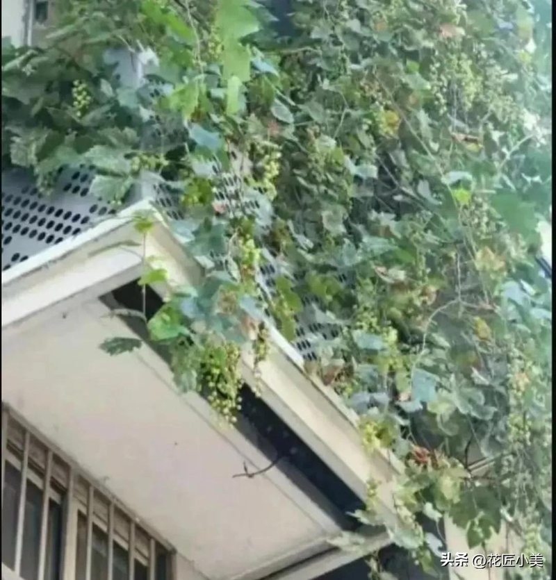 Grape varieties suitable for the balcony   jasmine grapes shack cultation technology   grape cultivation methods