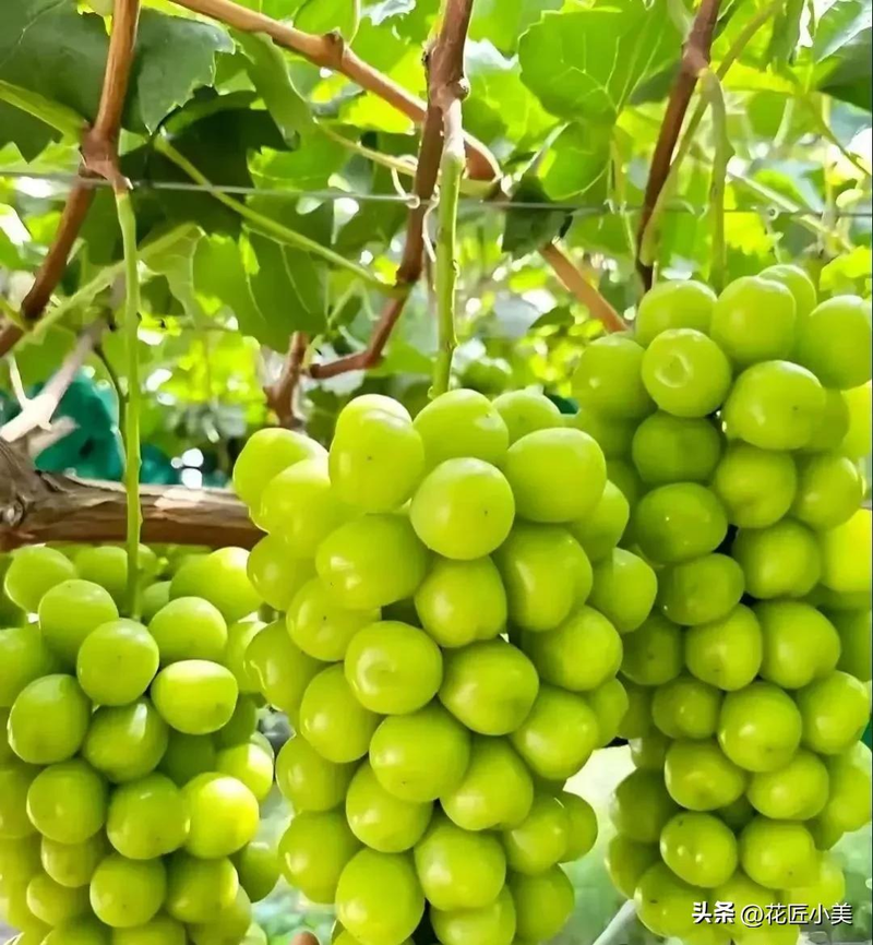Grape varieties suitable for the balcony   jasmine grapes shack cultation technology   grape cultivation methods
