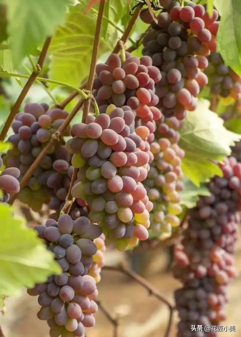 Jasmine grape shack cultivation technology   grape cultivation methods   grape varieties fit for the balcony
