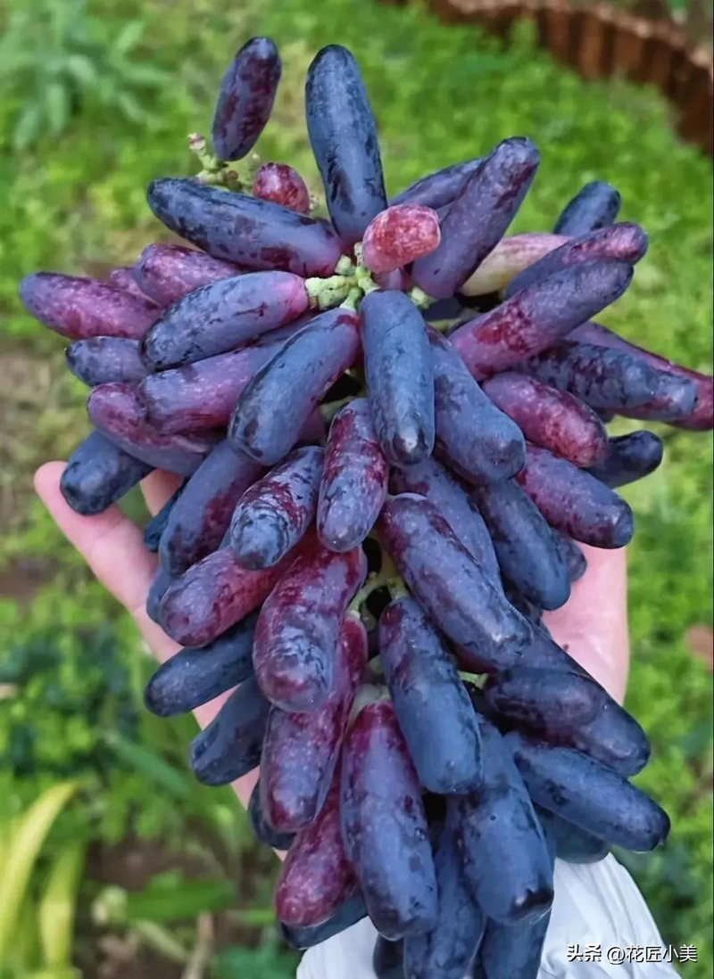 Jasmine grape shack cultivation technology   grape cultivation methods   grape varieties fit for the balcony