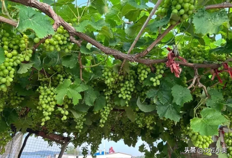Grape cultivation methods &mdash; suitable grape varieties for the balcony &mdash; jasmine grapes shack cultivation techniques