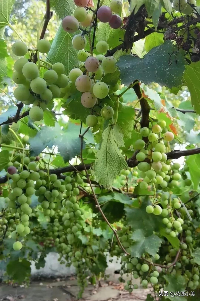Grape varieties suitable for the balcony   jasmine grapes shack cultation technology   grape cultivation methods
