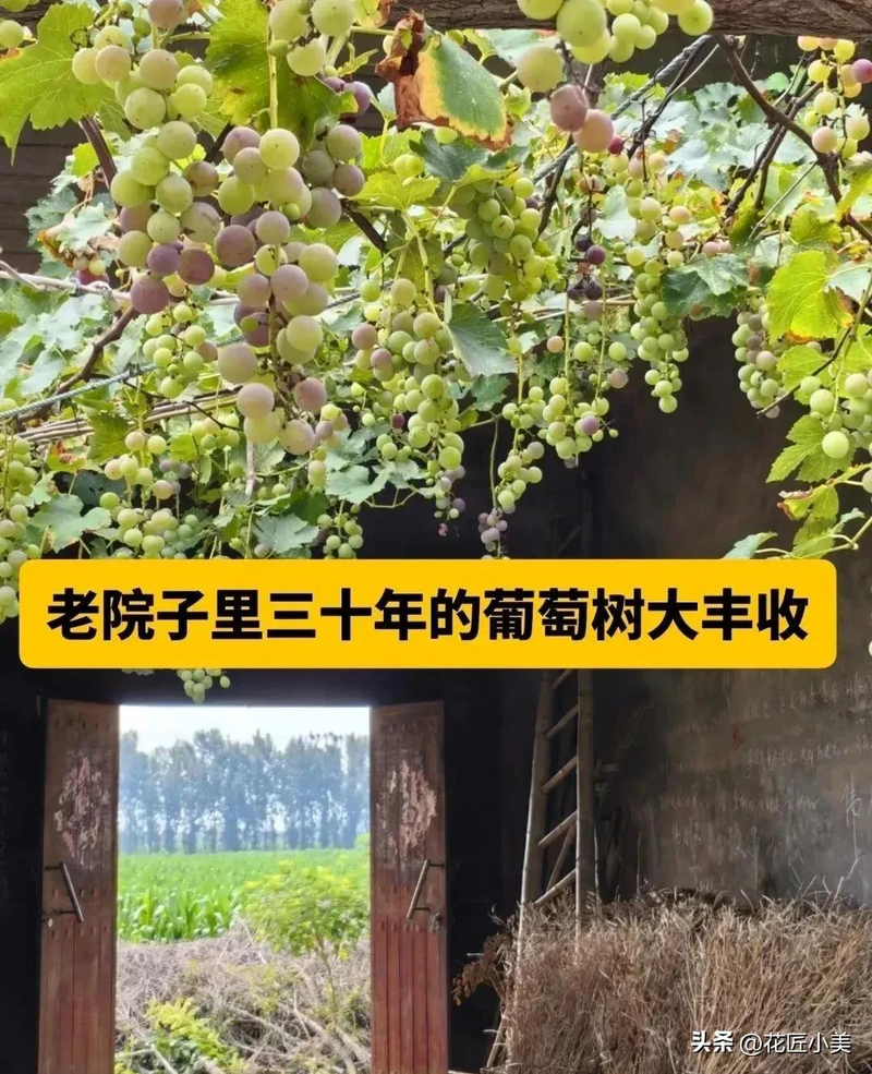 Jasmine grape shack cultivation technology   grape cultivation methods   grape varieties fit for the balcony