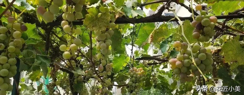 Grape varieties suitable for the balcony   grape cultivation method   jasmine grape shed cultivation techniques