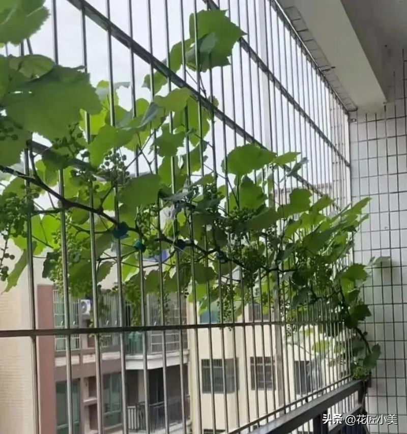 Grape cultivation methods &mdash; suitable grape varieties for the balcony &mdash; jasmine grapes shack cultivation techniques