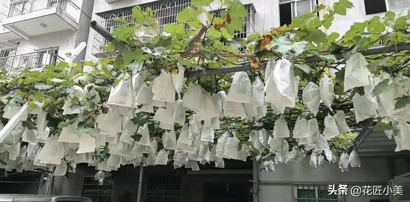 Jasmine grapes house cultivation technology   grape varieties for the balcony   grape cultivation methods