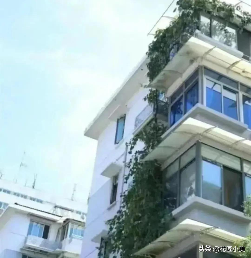 Grape varieties suitable for the balcony   grape cultivation method   jasmine grape shed cultivation techniques