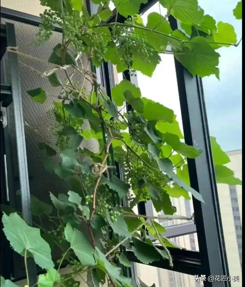 Jasmine grape shack cultivation technology   grape cultivation methods   grape varieties fit for the balcony