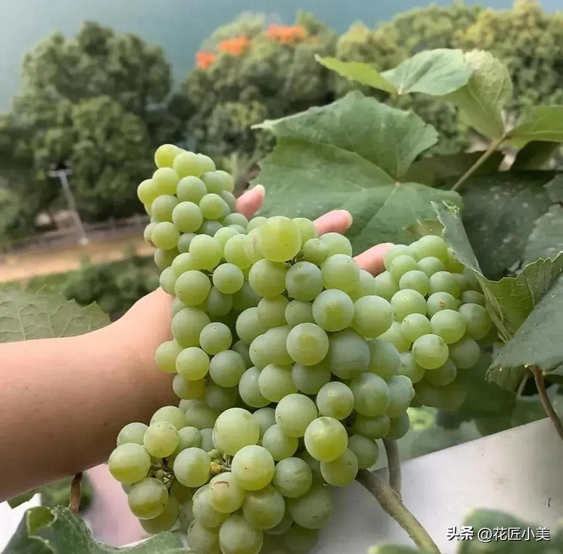 Grape varieties suitable for the balcony   jasmine grapes shack cultation technology   grape cultivation methods