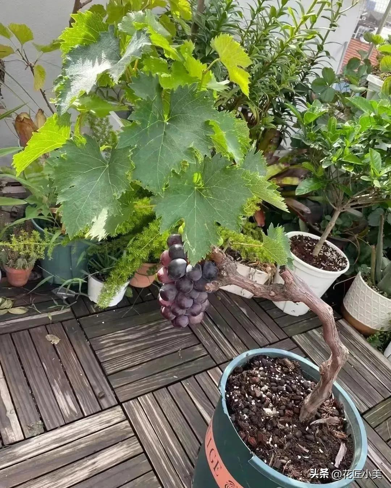 Jasmine grape shack cultivation technology   grape cultivation methods   grape varieties fit for the balcony