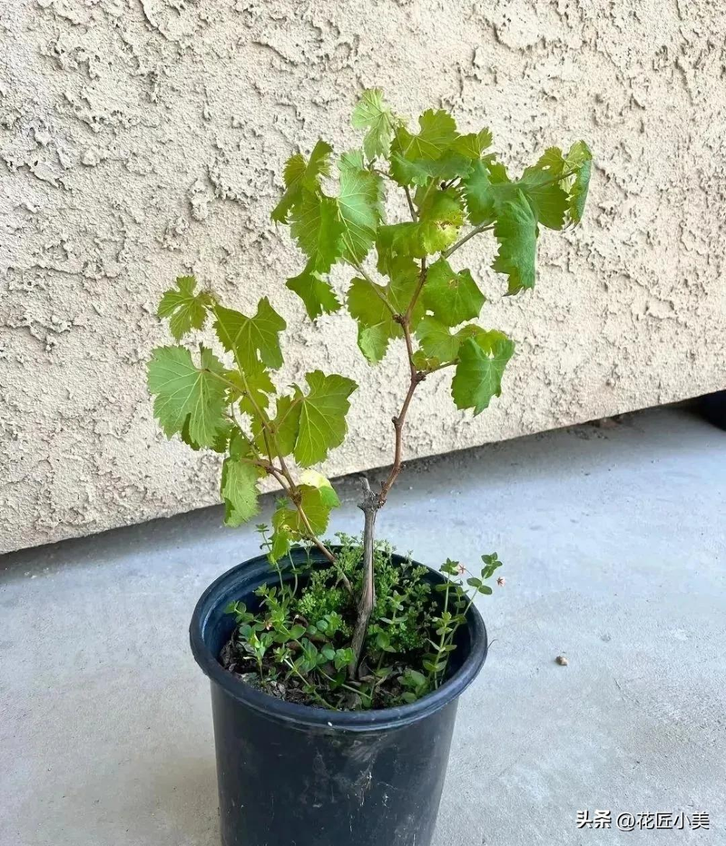 Grape cultivation methods &mdash; suitable grape varieties for the balcony &mdash; jasmine grapes shack cultivation techniques