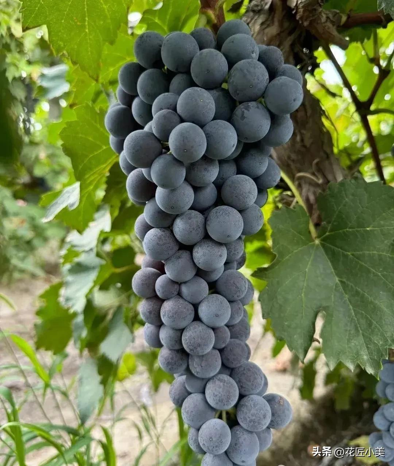 Grape cultivation methods &mdash; suitable grape varieties for the balcony &mdash; jasmine grapes shack cultivation techniques