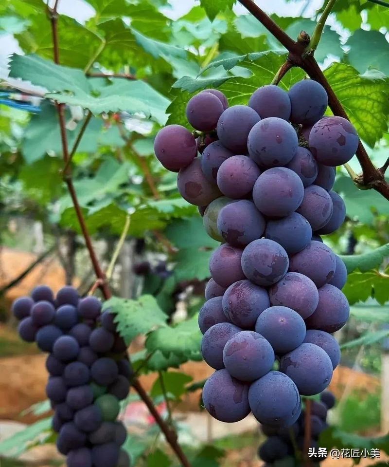 Jasmine grape shack cultivation technology   grape cultivation methods   grape varieties fit for the balcony