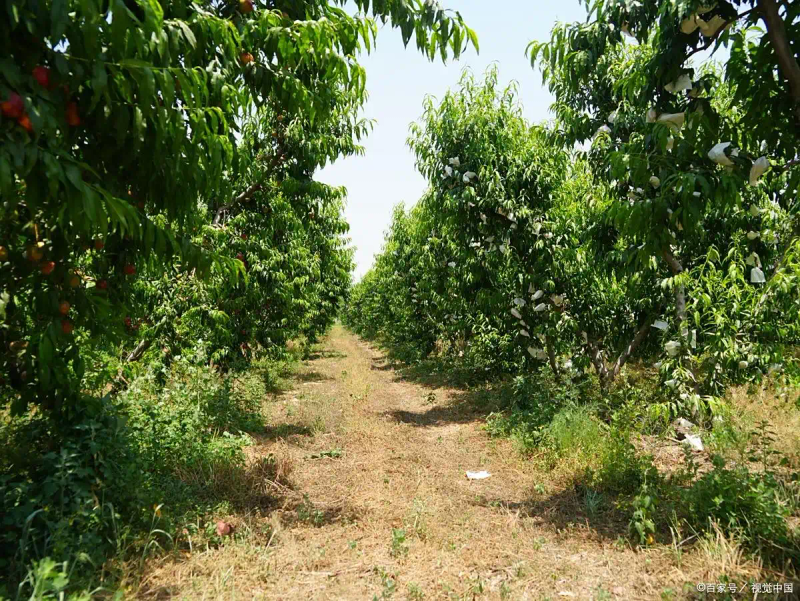 Scientific date planting techniques — date planting methods — date planting steps and management