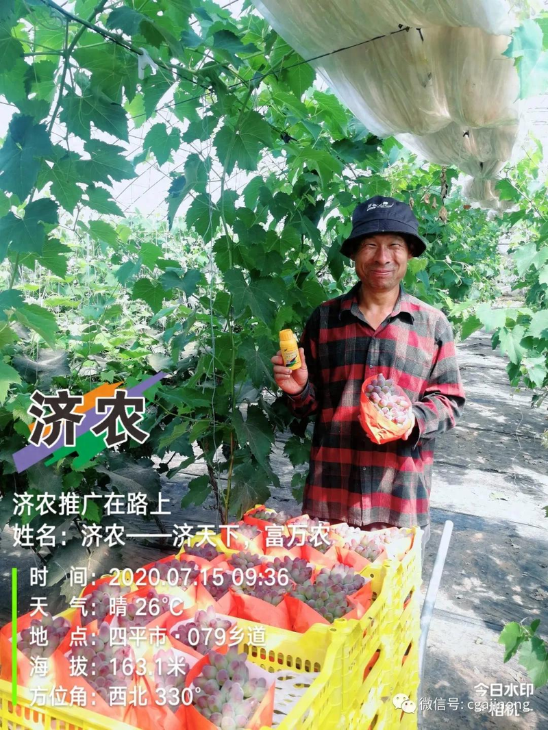 Ha, ha. The technique of growing lishan's grapes