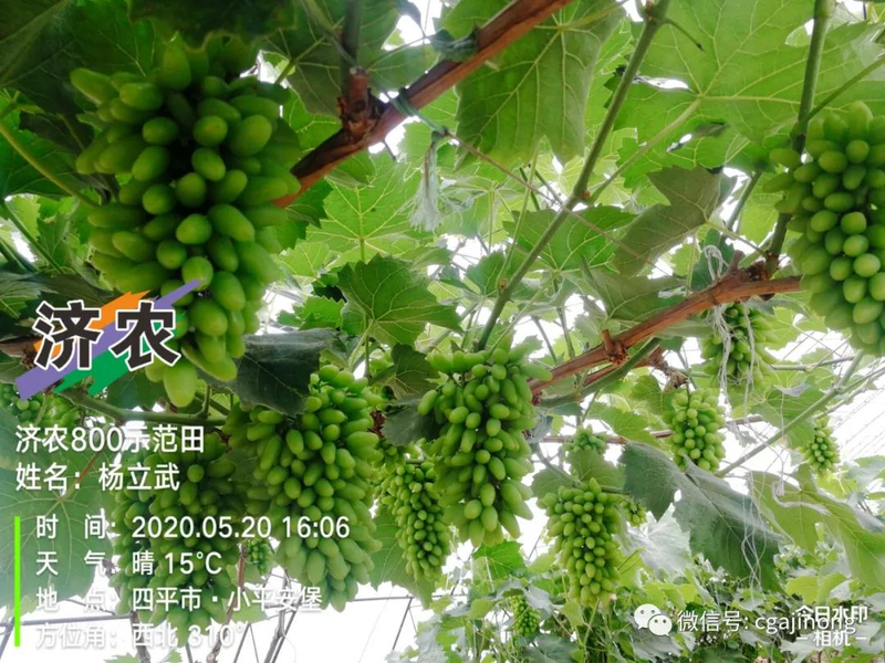 Ha, ha. The technique of growing lishan's grapes