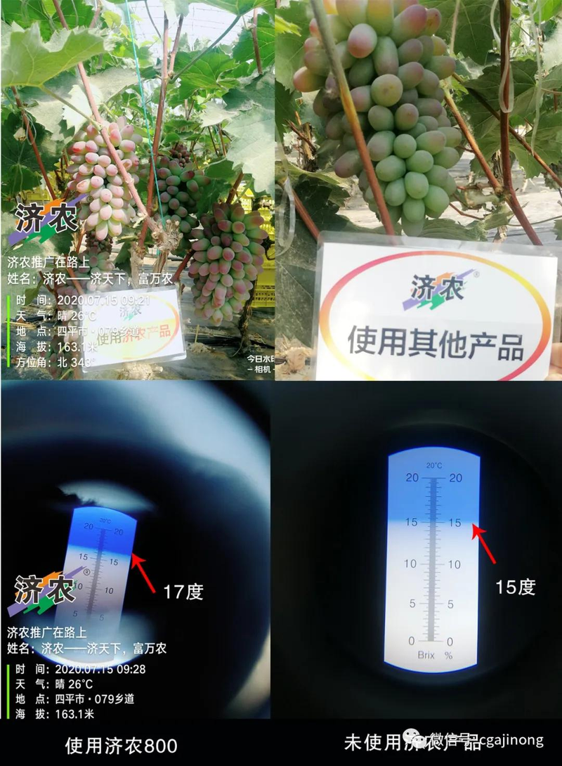 Ha, ha. The technique of growing lishan's grapes