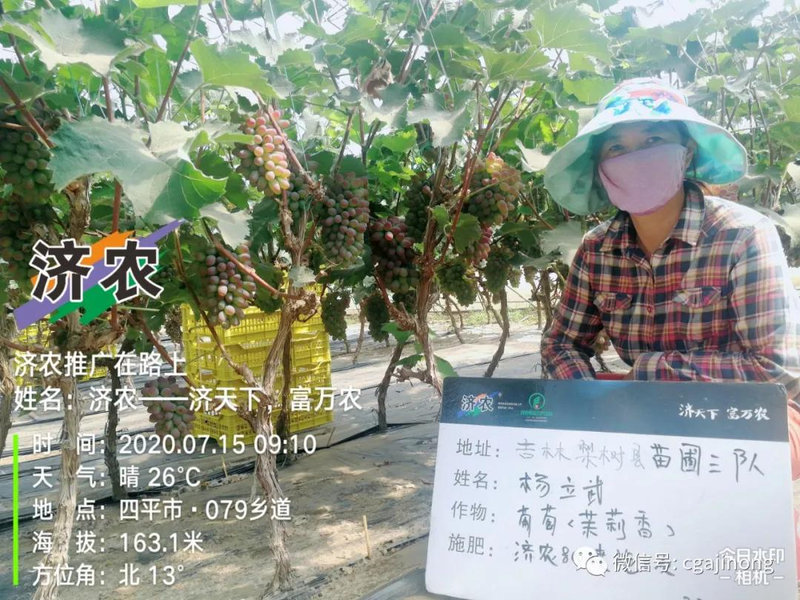 Jasmine raisin farmer 800. Jasmine grapes lodge plantation technology