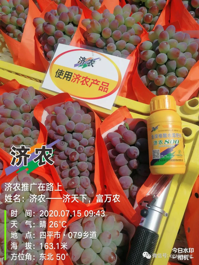 Jasmine raisin farmer 800 jasmine grape shed planting technique