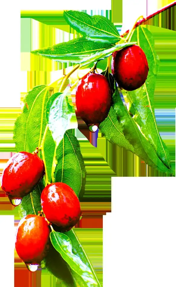 Tree planting method   date planting preparation   date breeding method