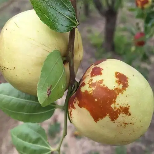 Planting for date planting