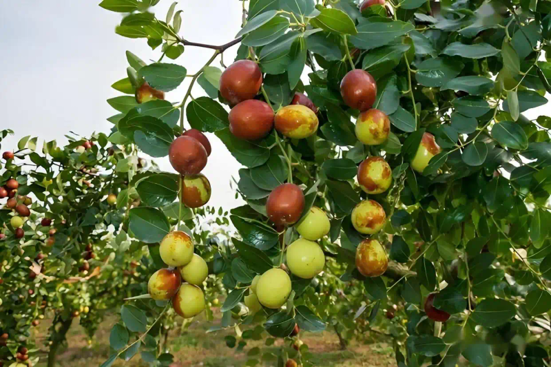 Date planting method   date planting time method   how long after date planting results