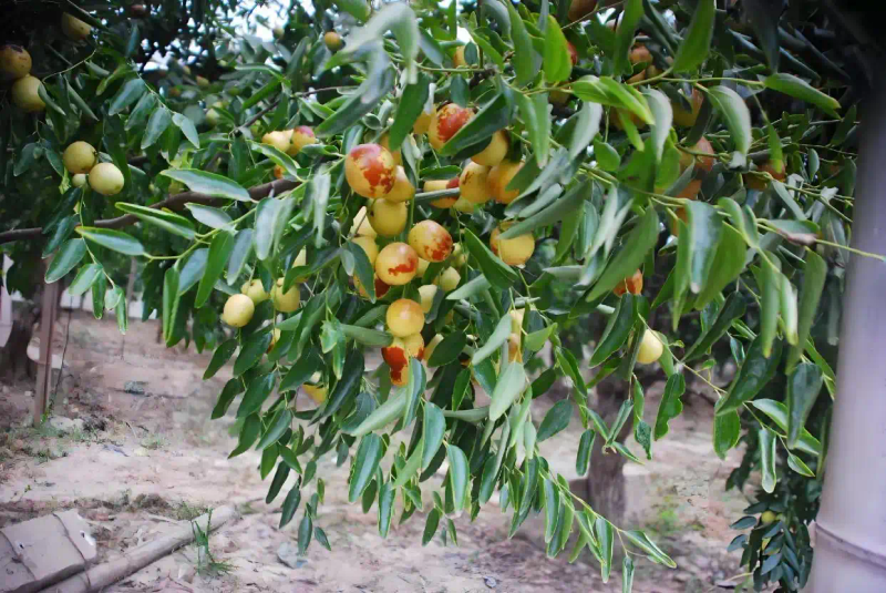 Date planting method   date planting time method   how long after date planting results