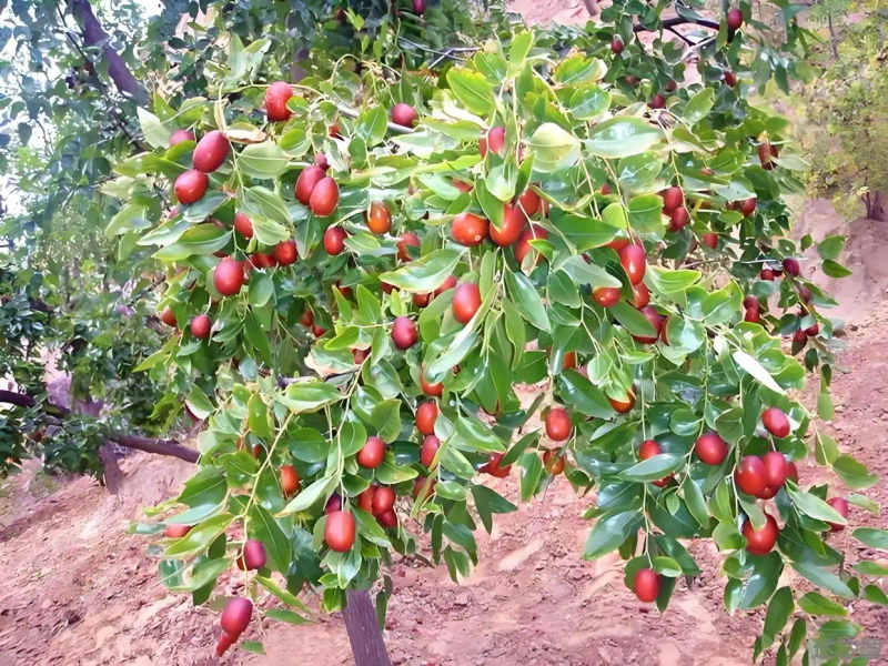 Date planting method   date planting time method   how long after date planting results