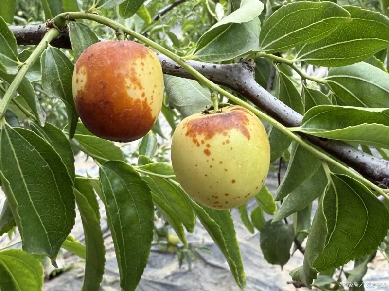 Planting methods &mdash; date-growing techniques &mdash; date-growing methods