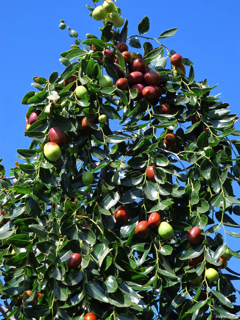 Planting methods &mdash; date planting methods &mdash; date planting techniques