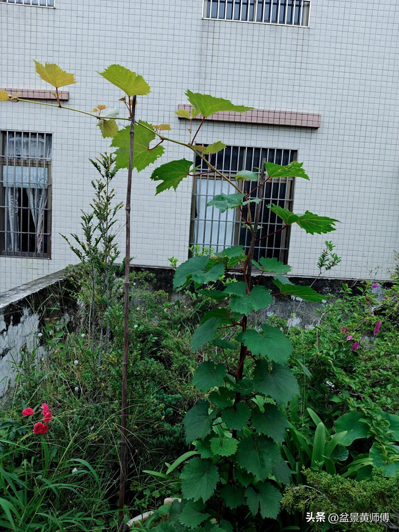 Jasmine grape shack cultation technology