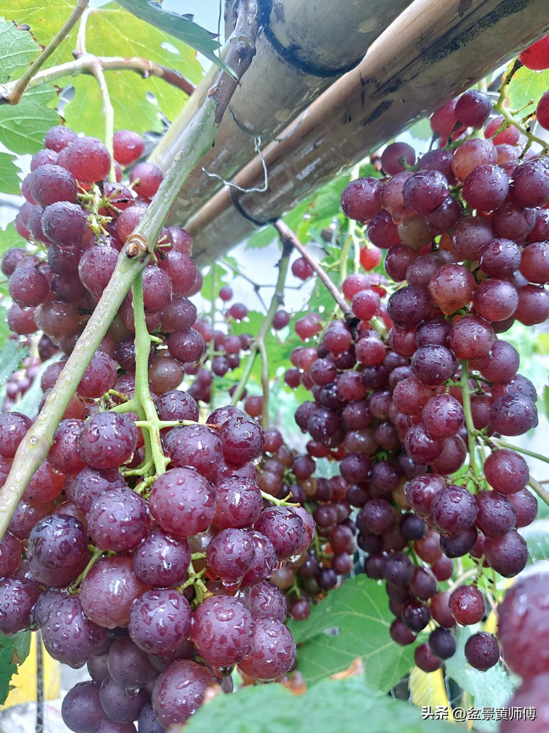In the open air, guangdong grows summer black grapes