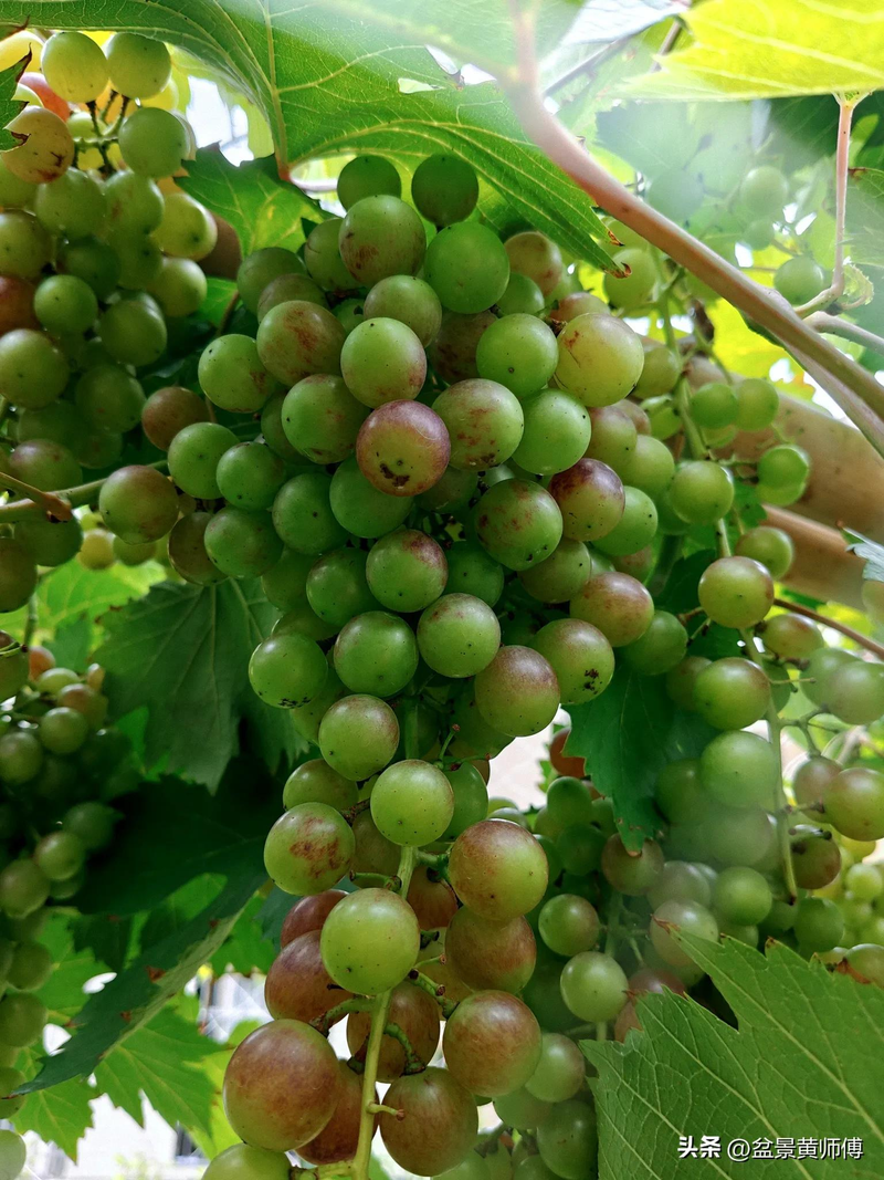 • technology for the cultivation of summer black grapes in guangdong