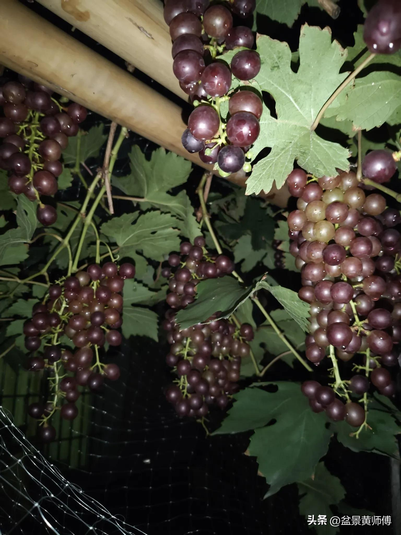 • technology for the cultivation of summer black grapes in guangdong