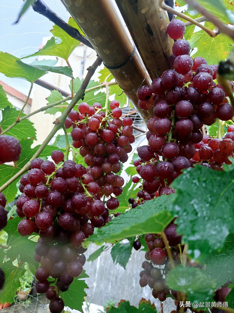 Jasmine grape shack cult techniques guangdong grows summer and black grapes in the open