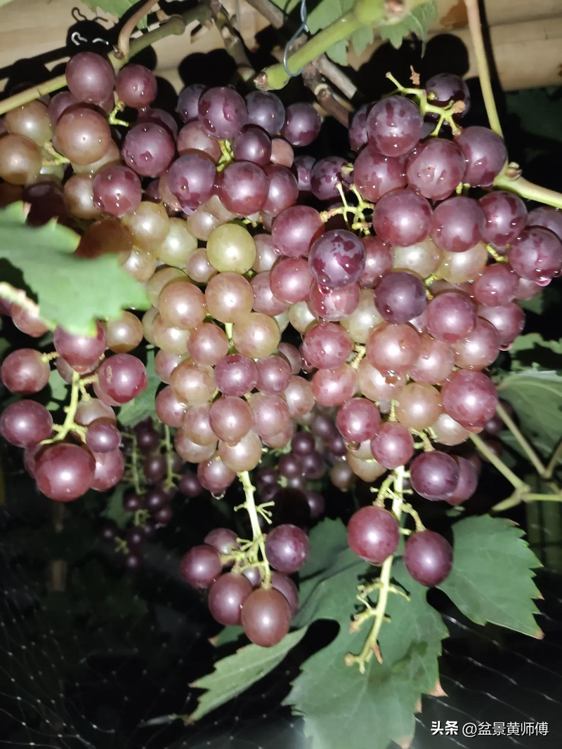 Hae-yee, guangdong. Guangdong grows summer and black grapes in the open
